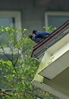 Taiwanese Collection: Taiwan Blue Magpie (Urocissa caerulea) three adults, perched on urban roof during rainfall
