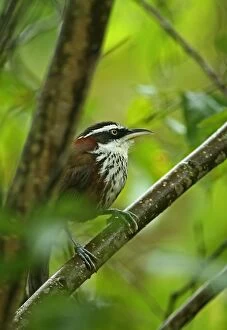 Taiwanese Collection: Taiwan Scimitar-babbler (Pomatorhinus musicus) adult, perched on branch, Taiwan, April
