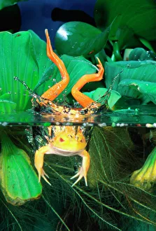 Swim Gallery: Albino Bull Frog Diving, Rana catesbeiana