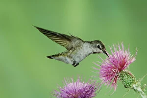 Full Body Gallery: Annas Hummingbird, Calypte anna, female in flight feeding on Thistle, Paradise