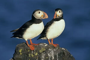 Full Body Gallery: Atlantic Puffins (Fratercula arctica) Pair, Isle of May, Firth of Forth, SCOTLAND