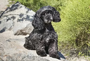 A black Cockapoo dog sitting on some boulders