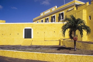 Christiansted Gallery: Caribbean, St Croix, Christiansted, palm with berries in front of Ft Christian
