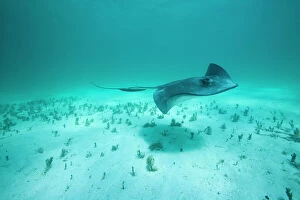 Bahamas Collection: Cayman Islands, Grand Cayman Island, Underwater view of Southern Stingray (Dasyatis