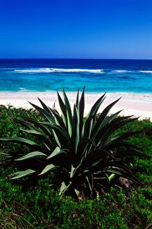 Cat Island Collection: Century plants lining up the beaches of Cat Island, Bahamas