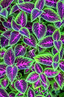 Vibrant Gallery: Coleus plant