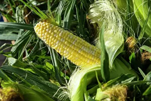 Vibrant Gallery: Corn for sale at a farmers market, Charleston, South Carolina. USA