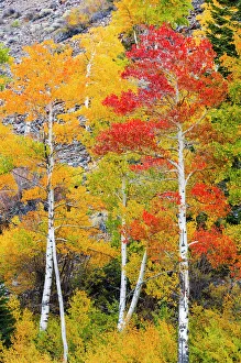 Vibrant Gallery: Fall color in Lundy Canyon, Inyo National Forest, Sierra Nevada Mountains, California