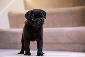 Stair Gallery: Fitzgerald, a 10 week old black Pug puppy standing on a carpeted stairwell. (PR)