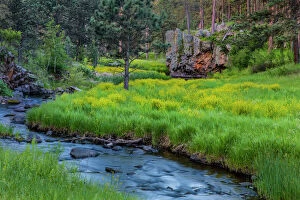 Wildflower Collection: French Creek in the Black Hills of Custer State Park, South Dakota, USA