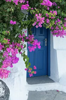 Door Collection: Greece, Santorini. A picturesque blue door is surrounded by pink bougainvillea in Firostefani