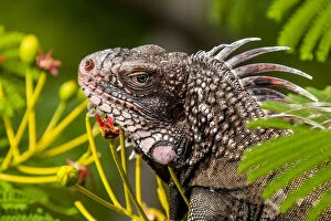 Us Virgin Islands Gallery: Green iguana (Iguana iguana), St. Thomas, US Virgin Islands
