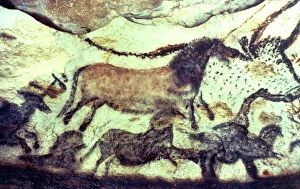 Animal Representation Collection: Lascaux cave painting. Bulls & horses. Copyright: aA Collection Ltd