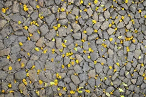 Stair Collection: Lisbon, Portugal. Yellow flower petals on the ground