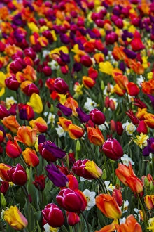 Multi Color Collection: Mount Vernon, Washington, Tulip Town, Roozengaarde, Wind blows a field of multi-colored