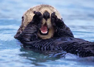 Swim Gallery: NA, USA, Alaska. Sea otters are the largest members of the weasel family in North America