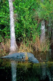 Swim Gallery: North America, Florida Alligator among cypress trees in Florida Everglades