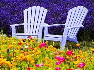 Refreshing Gallery: North America; USA; Washington; Adirondack chairs In Field of Lavendar and Poppies