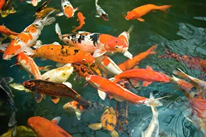 Swim Gallery: Ornament Koi or Common Carp (Cyprinus carpio), Shopping Mall Pond, Malacca, Historic Melaka