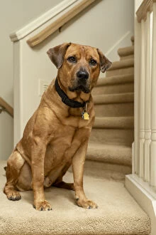 Stair Gallery: Red fox (or foxred) labrador sitting on the landing of a stairwell. (PR)