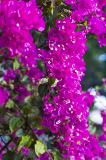 Netherlands Antilles Gallery: Sint Eustatius. Oranjestad, Bougainvillea flowers