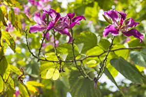 Netherlands Antilles Gallery: Sint Maarten. Simpson Bay, tropical flowers