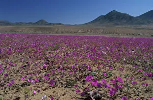 Wildflower Collection: South America, Chile, Atacama Desert Copiaco Atacama Desert in bloom