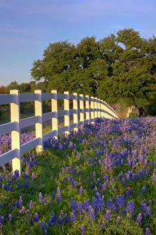 Refreshing Gallery: Texas bluebonnets(Lupinus texensis) along white fenceline. Texas, USA, North America