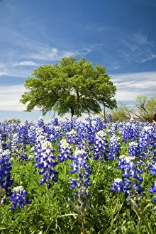 Refreshing Gallery: Texas bluebonnets(lupinus texensis) and oak tree, Texas, USA, North America