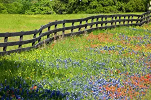 Refreshing Gallery: Texas, USA, North America. Wildflowers along fenceline