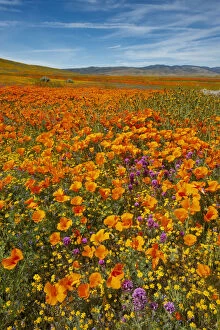 Multi Color Gallery: USA, California, Owls Clover, Goldfields and California poppies on hillside near