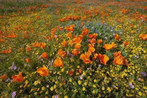 Multi Color Collection: USA, California, superbloom hillside near Lancaster, Yellow Goldfields