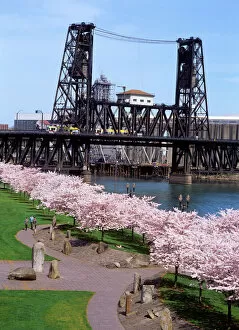Memorial Collection: USA, Oregon, Portland, MAX crossing the Steel Bridge near cherry tree blossoms at