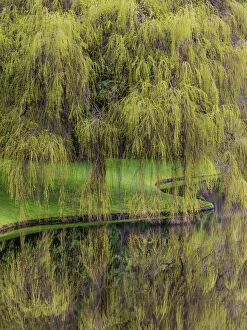 Weeping Willow Collection: USA, Washington, Bainbridge Island. Weeping willow and pond