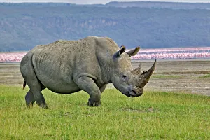 Flamingo Gallery: White Rhinoceros
