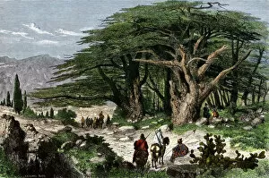 Tree Collection: Cedars of Lebanon