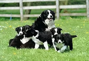 represented dog photographers/david dalton/group black white border collie puppies playing