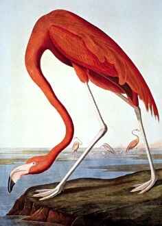 Flamingo Gallery: AMERICAN FLAMINGO (Phoenicopterus ruber). Lithograph, 1858, after John James Audubon