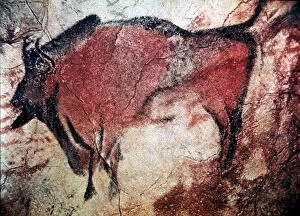 CAVE ART. Standing bull bison from Cave of Altamira, Santander, Spain, c10,000 B.C