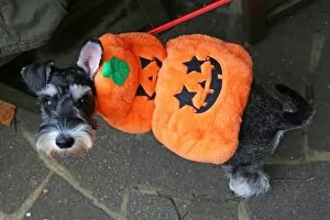 All Dogs Matter Halloween Dog Walk