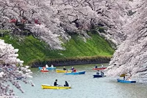 Japanese people enjoy the first day of full bloom Cherry Blossom in Tokyo, Japan