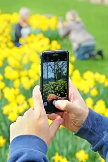 Taking photos with mobile phone of Spring Daffodils in St. James Park, London