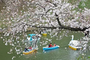 Viewing the Cherry Blossom by boat at Chidorigafuchi Park, Tokyo, Japan