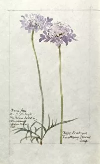 Botanical Sketchbook -- Field Scabious