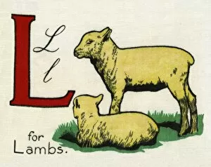 L for Lambs