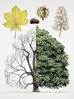 Leaf Collection: Different stages of a common horse-chestnut tree