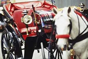 Tourist Attractions Collection: Italy, Florence, City Centre East, horse and carriage with red leather seating
