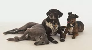 Racing dog lying down next to black dog and brown dog