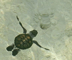 Animal Gallery: Baby Sea Turtle Swimming out to Sea