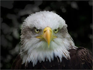 Animal Gallery: Bald Eagle portrait